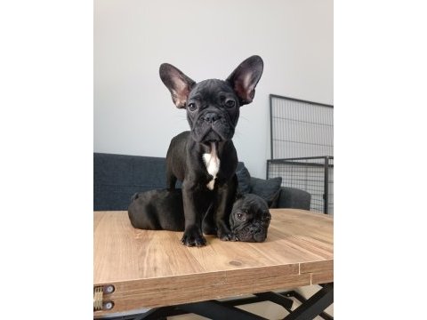 A+ kalite french bulldog yavrularımız