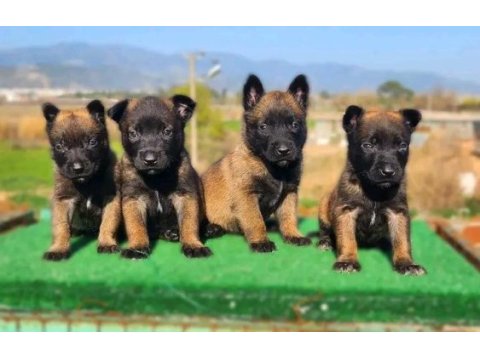 Belçika kurdu (malinois yavrular)