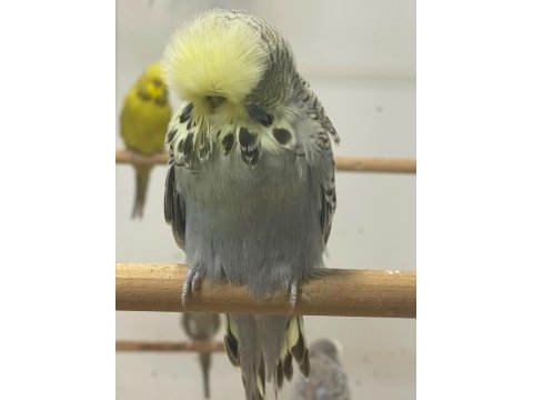 Bebek jumbo ve show jumbo muhabbet kuşlar