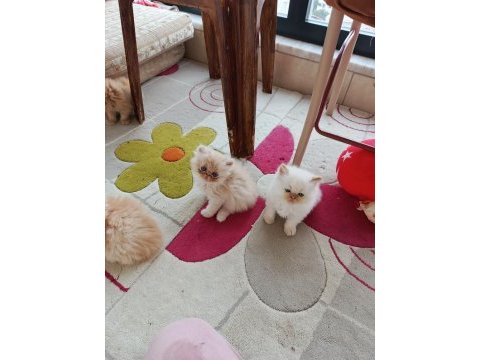 İran persian yavru