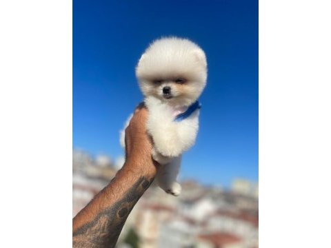 Pomeranian teddy sizler için ankarada