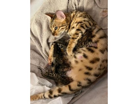 Bengal kedisi yavrularımız