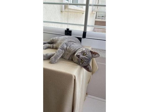 Kırma 2 kardeşe ömürlük güzel bir yuva arıyoruz