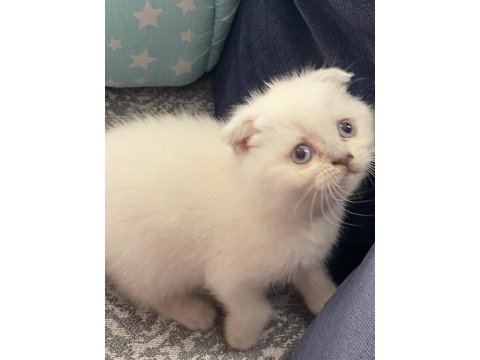Güzeller güzeli scottish fold yavrularım