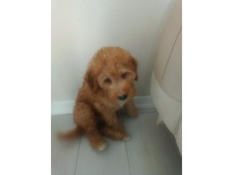Toy poodle 3 aylık