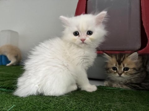 British longhair lekesiz beyaz