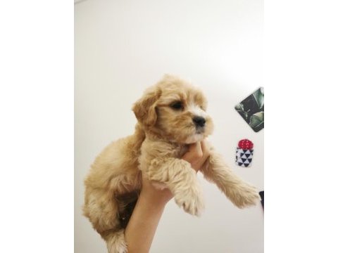 Orijinal maltipoo yavrular randevu alarak bakabilirsiniz