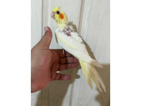 51 günlük lutino sultan bebek