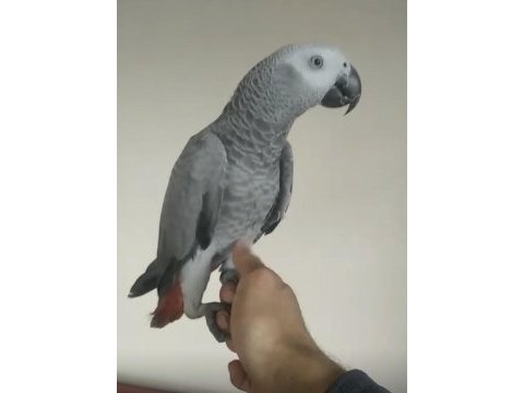 11 aylık jako kongo dişi kuşumuz