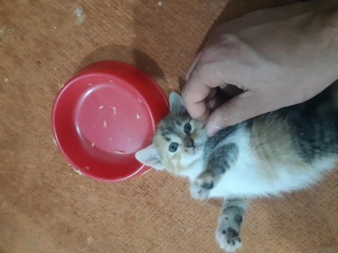 Tatlı yavru kedilerimiz