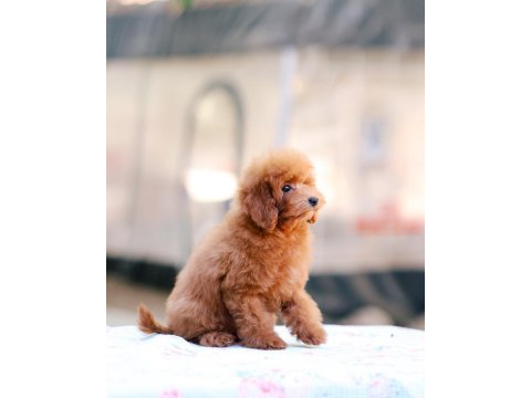 Toy poodle bebek köpeklerimiz
