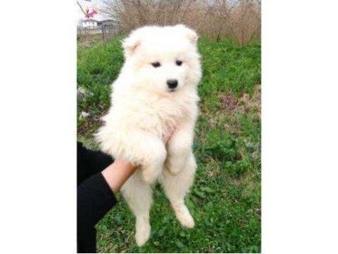 Kar beyazı samoyed yavrularımız yeni sahibini arıyor