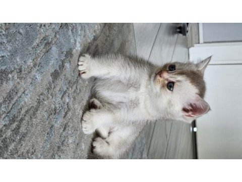 Scottish fold (erkek) 29.04.2024 doğumlu