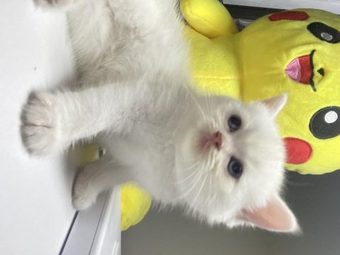 British shorthair dişi yavru