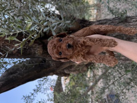 Sağlık ırk garantili poodle yavrular yeni yuvasını bekliyor