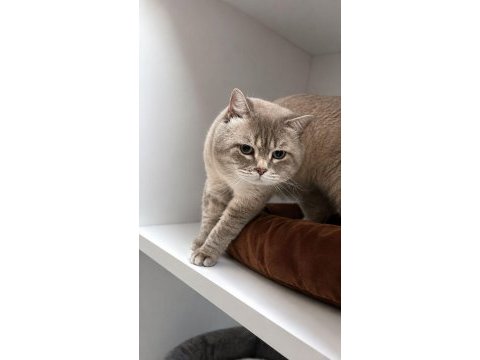 Yumoş bir erkek kedidir