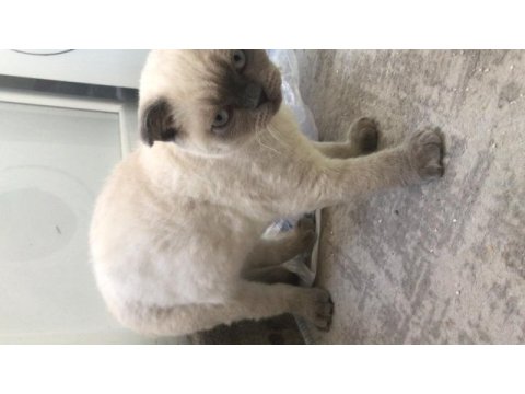 Sahiplendirme scottish fold