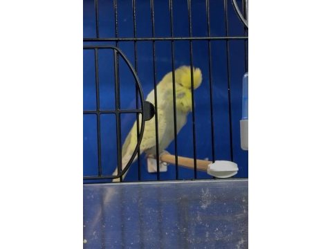 Üst vasıf gri sarı yüz sp şhow jumbo erkek kuşumuz