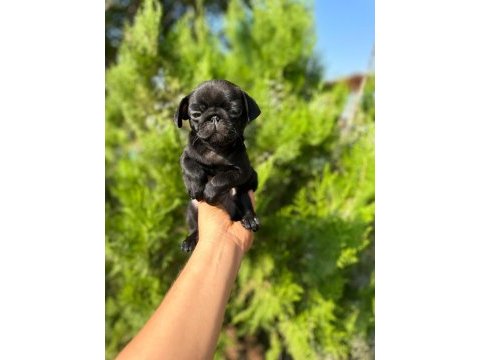 Pug kalite tesadüf değildir