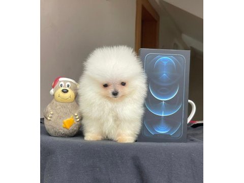 Safkan ayı suratlı pomeranian boo köpekler