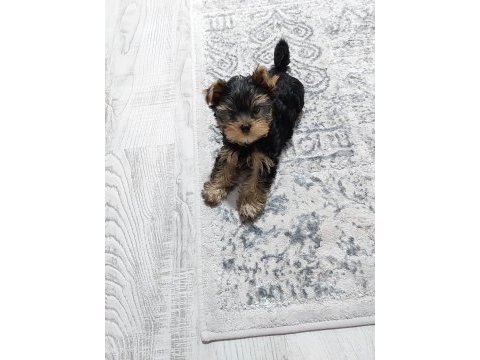 Yorkshire terrier yavruları