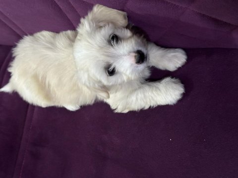 55 günlük dişi maltipoo