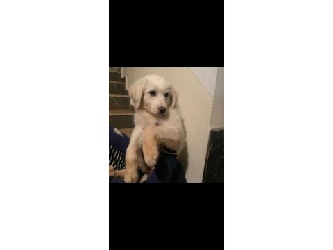 Golden retriever ankara çok acil yuva