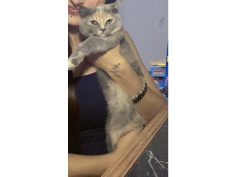 Sahiplendirilmeyi bekliyor küçük oğlumuz british shorthair