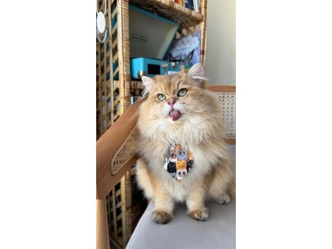 Erkek british longhair 1 yaşında