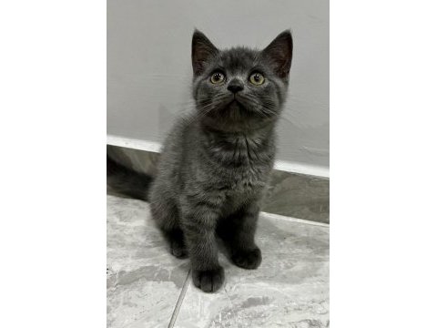 Saf kan british shorthair