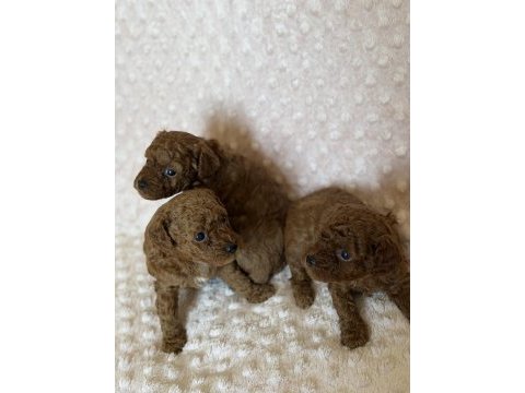 Anne altından toy poodle bebeklerimiz