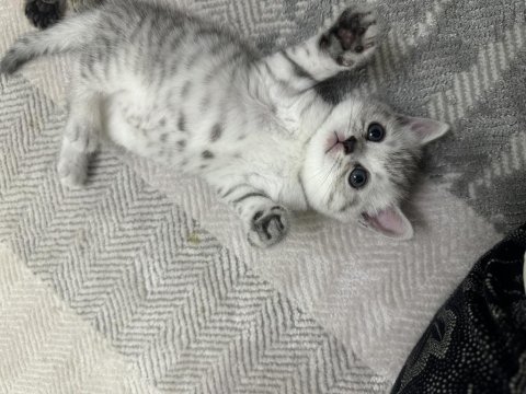 British shorthair kedim