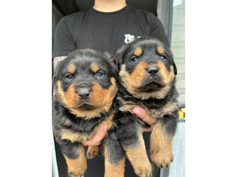 Rottweiler bebeklerimiz