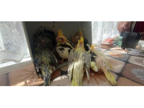 Sultan papağanı yeme düştü el beslemesi de olur