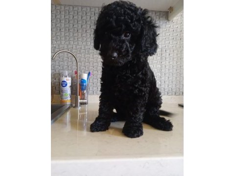 2,5 aylık erkek poodle