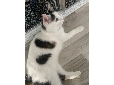 Ev arıyoruz kedimize