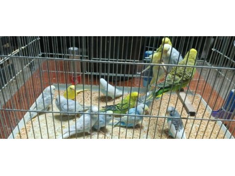 Yeni yeme inmiş bebek alıştırmalık konuşturmalık kuşlar