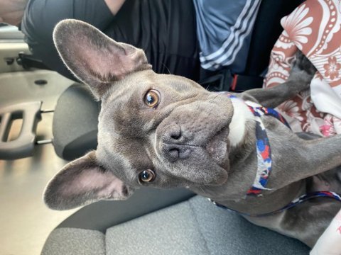 7 buçuk aylık oğlumuz oscar (french bulldog)