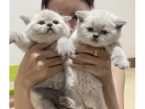 British shorthair yavruları ankara