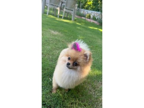 Pomeranian boo