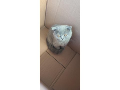 2 aylık çok uysal british shorthair