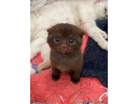 Çikolata renkli scottish fold yavrumuz yuvasını arıyor