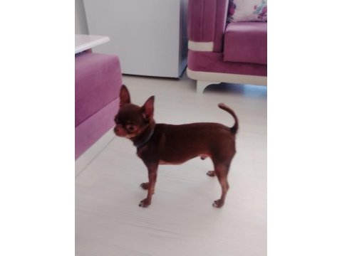 Sahiplendirme chihuahua