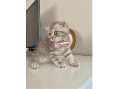 British shorthair 5 aylık kedimiz