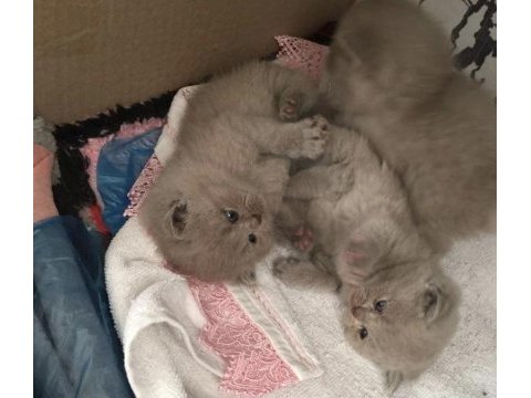 Safkan british shorthair babalık hakkı erkek yavrumuz