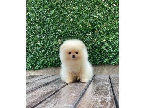 Pomeranian boo teddy face dişi erkek yavrularımız