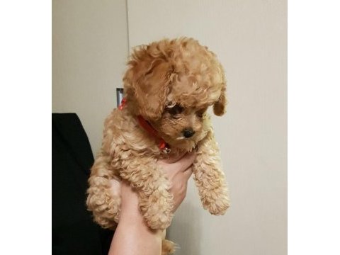 Yavru toy poodle