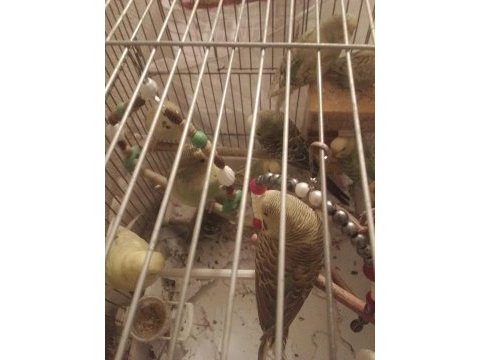 Yavru jumbo muhabbet kuşu