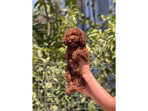 Üst düzey toy poodle bebekler