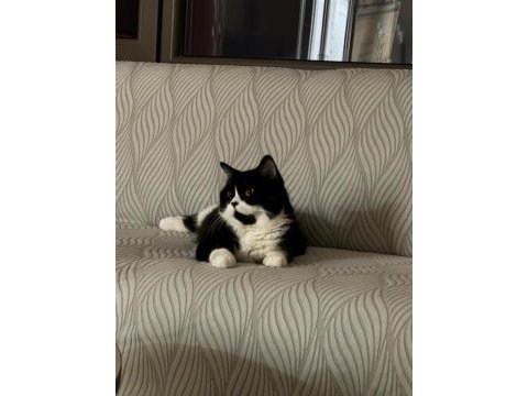 Ücretsiz bitter british shorthair kardeşler